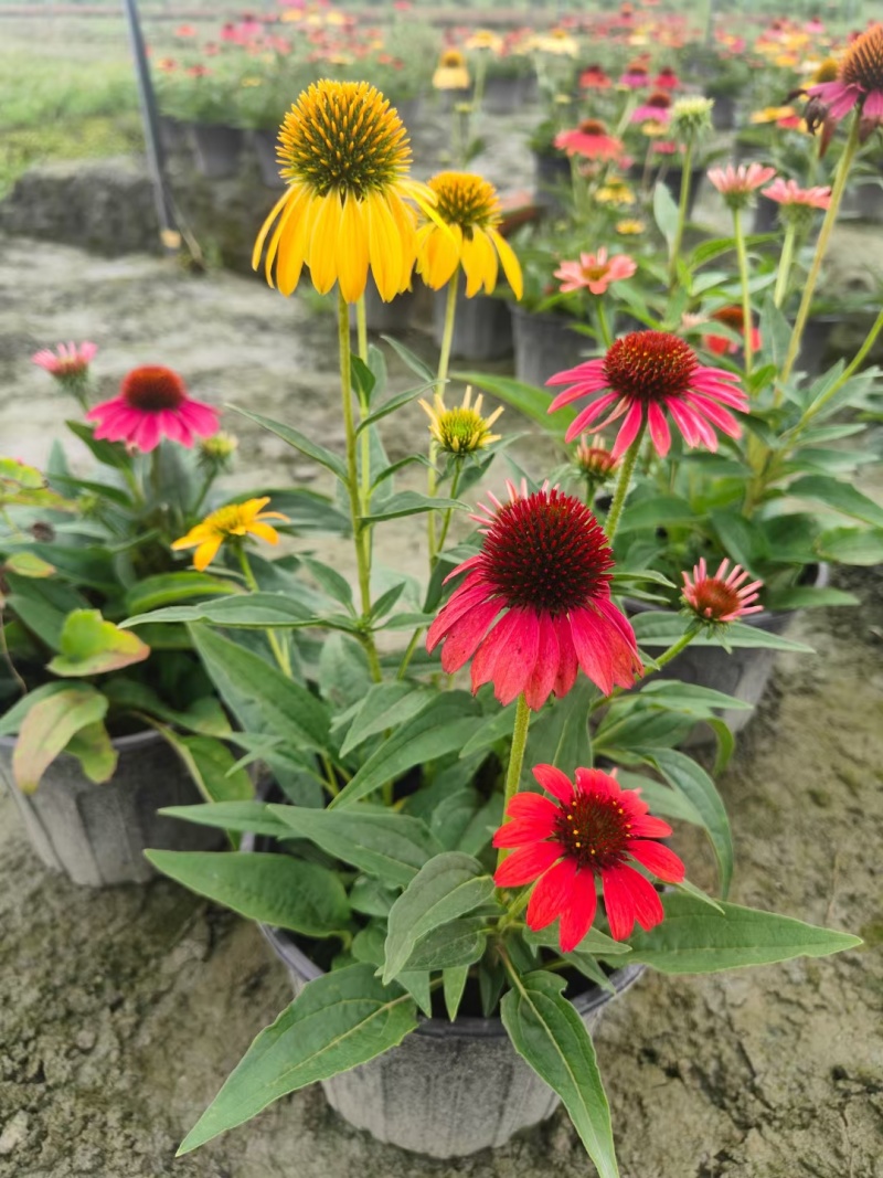 重庆松果菊批发重庆苗木基地供应各类规格松果菊基地直销