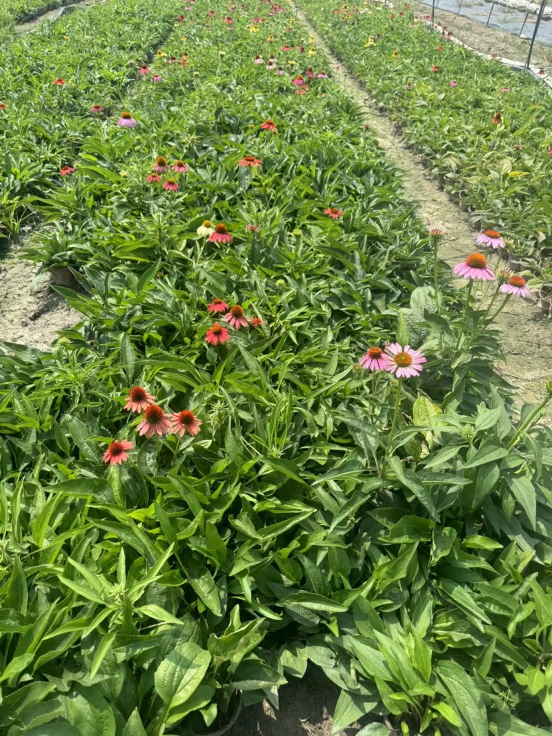 重庆松果菊批发重庆苗木基地供应各类规格松果菊基地直销