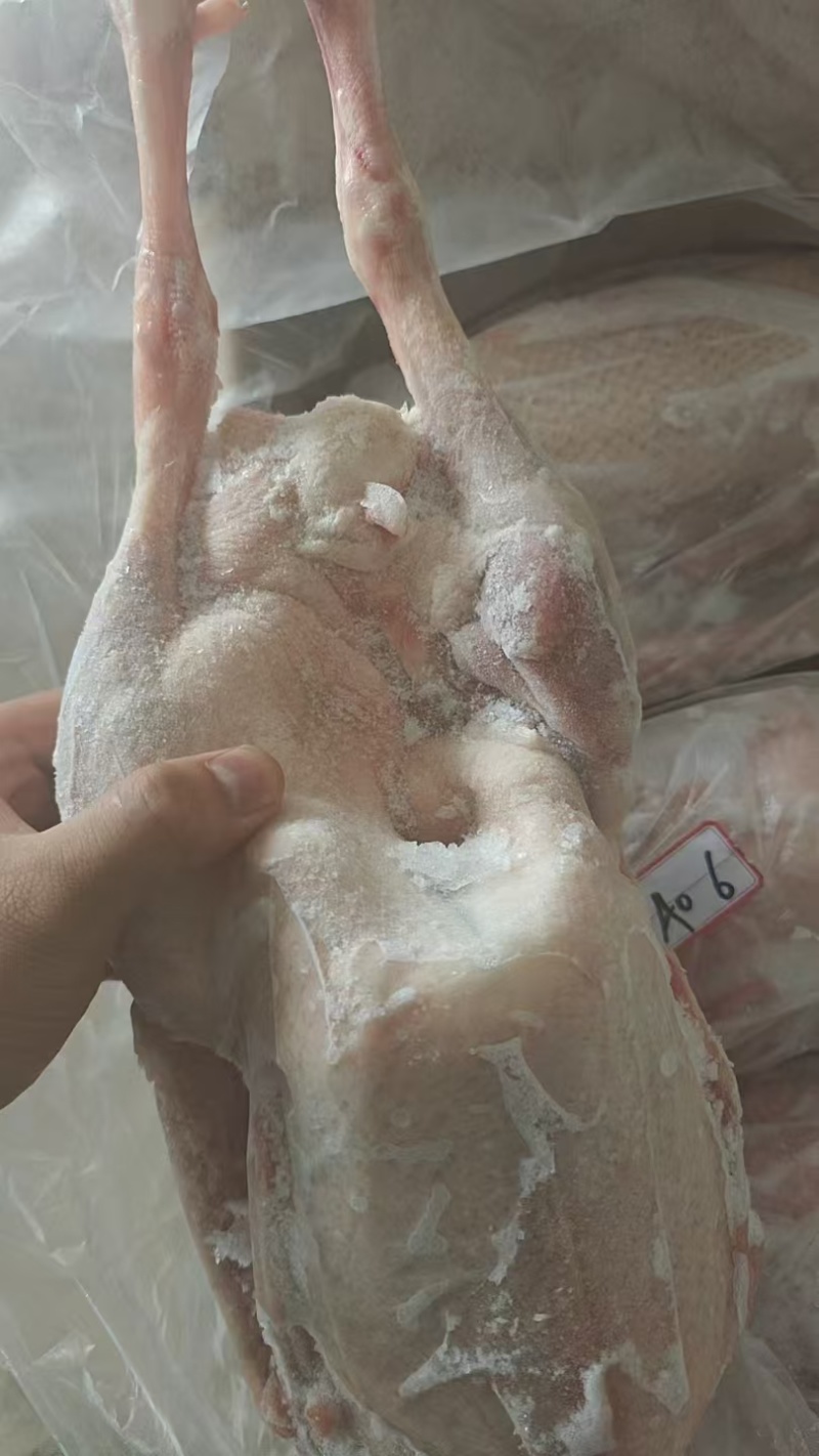 心肝仔鹅，工厂直发