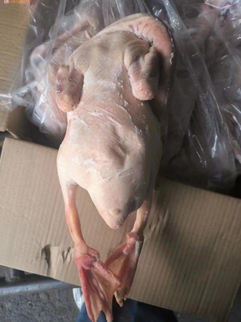 心肝仔鹅，工厂直发