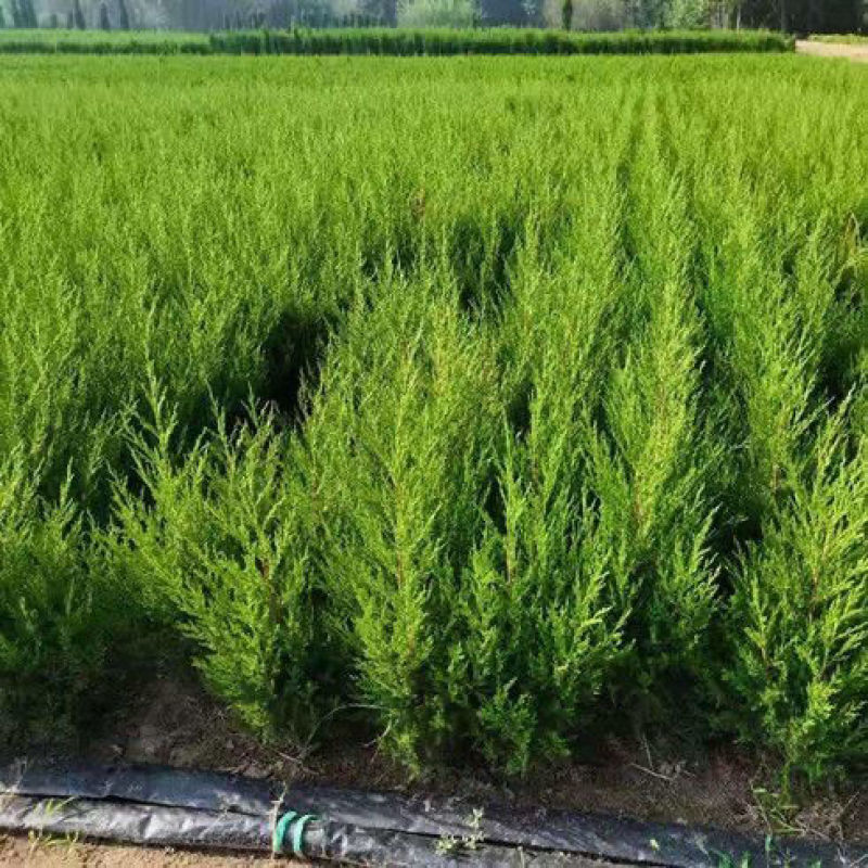 蜀桧桧柏小苗松柏塔柏规格大小全工程用苗