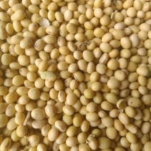 精品黄豆大量产地直发品质保证量大从优一手货源
