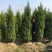 塔柏，塔柏苗蜀桧桧柏小苗松柏规格各类工程用苗