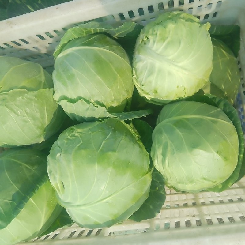 襄城县崔结实代收各种疏菜瓜果，精品甘兰正在大量