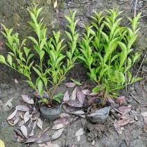 成都双色茉莉批发成都苗木基地供应各类规格双色茉莉基地