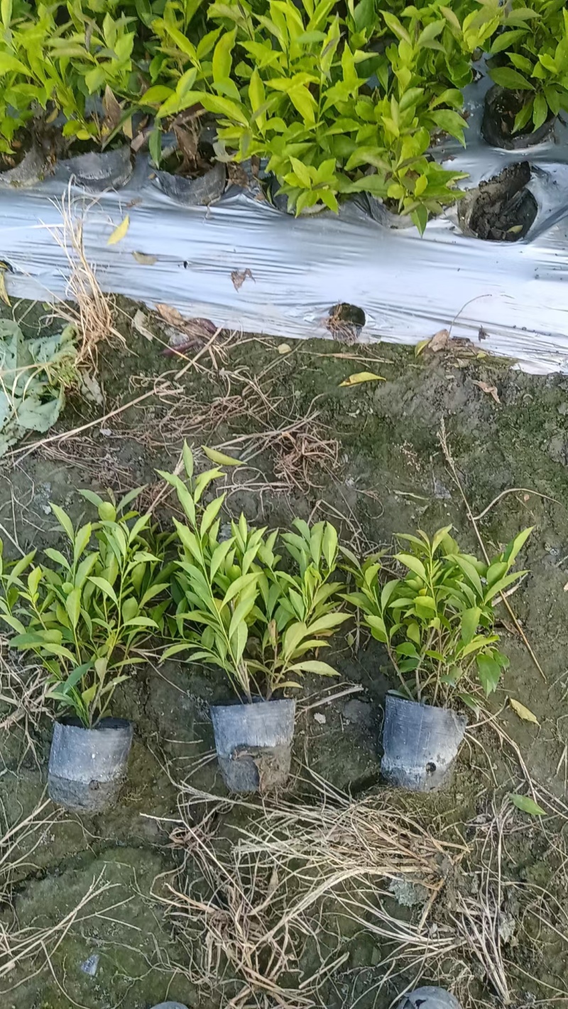 成都双色茉莉批发成都苗木基地供应各类规格双色茉莉基地