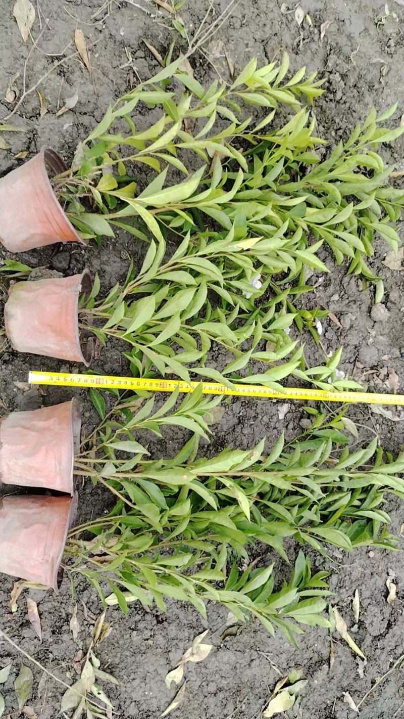 成都双色茉莉批发成都苗木基地供应各类规格双色茉莉基地