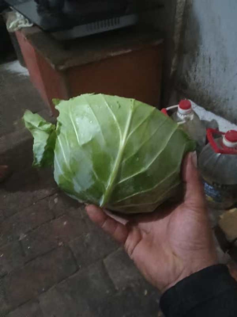 襄城县崔结实代收各种疏菜瓜果，精品甘兰正在大量