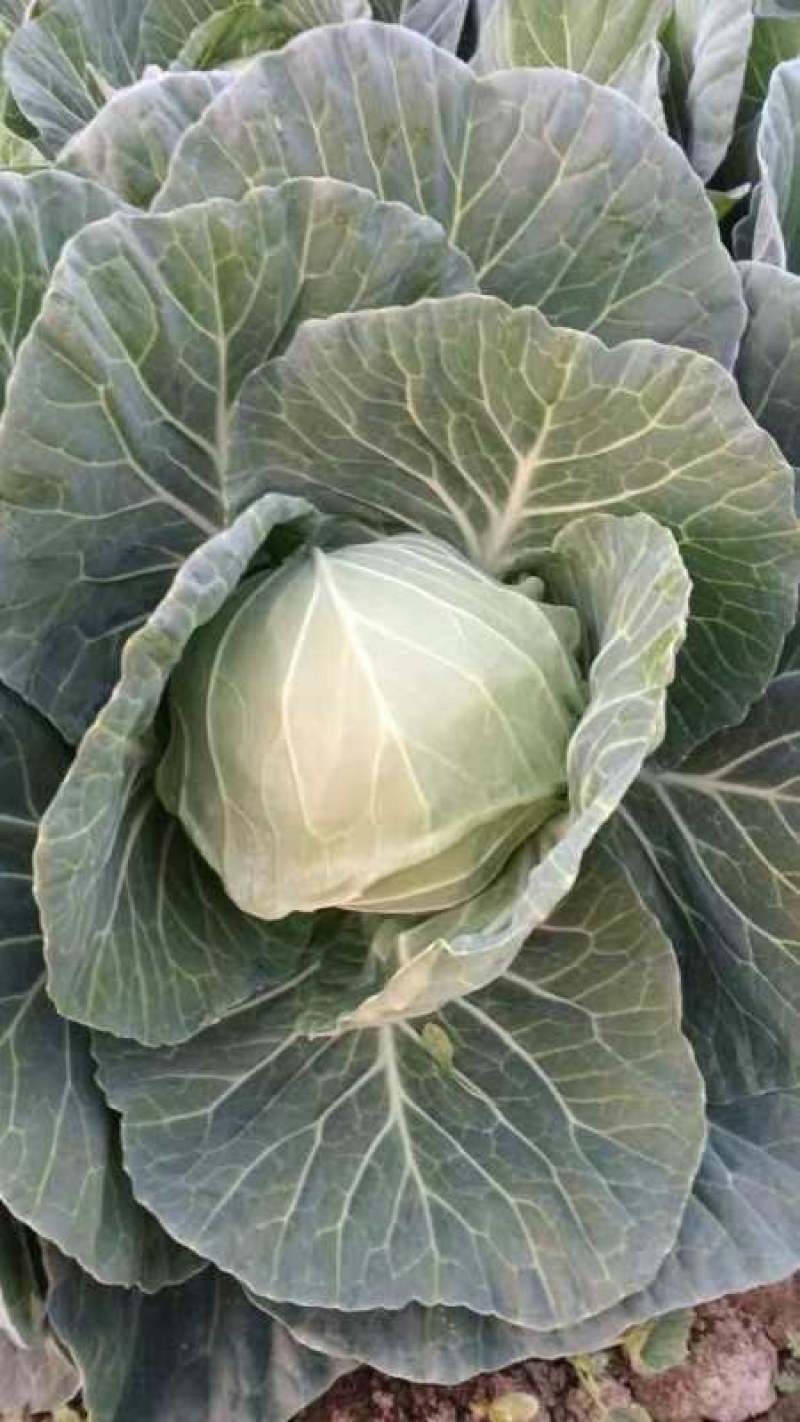 襄城县崔结实代收各种疏菜瓜果，精品甘兰正在大量