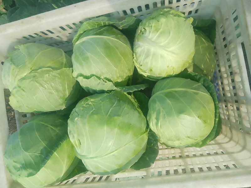 襄城县崔结实代收各种疏菜瓜果，精品甘兰正在大量
