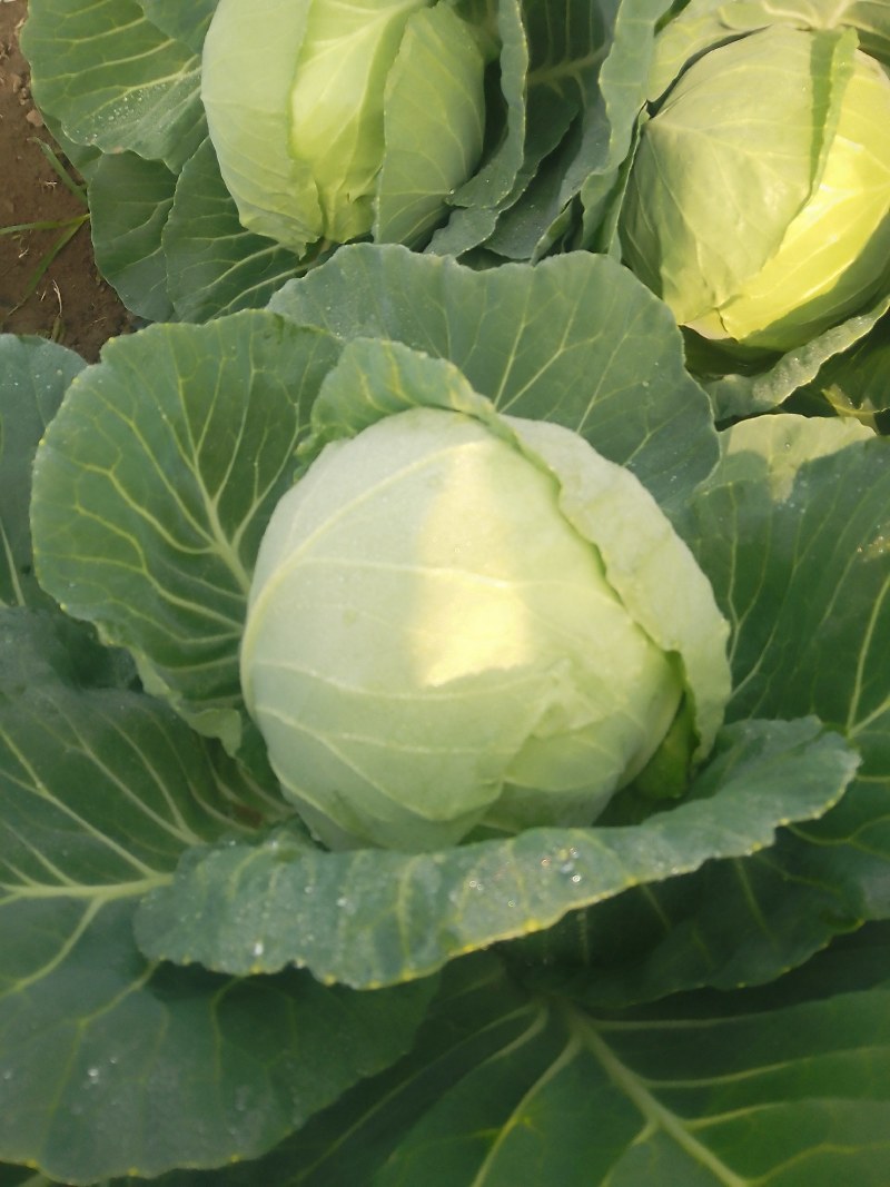 襄城县崔结实代收各种疏菜瓜果，精品甘兰正在大量