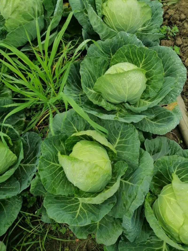 襄城县崔结实代收各种疏菜瓜果，精品甘兰正在大量