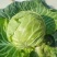襄城县崔结实代收各种疏菜瓜果，精品甘兰正在大量