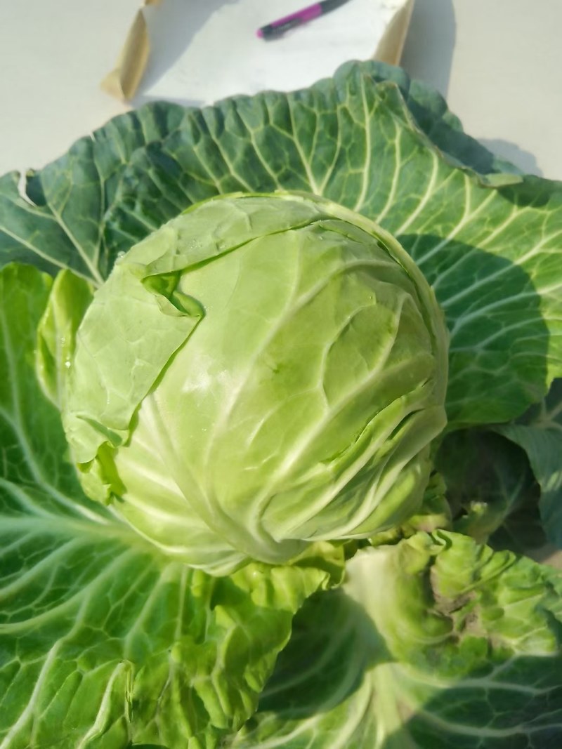 襄城县崔结实代收各种疏菜瓜果，精品甘兰正在大量