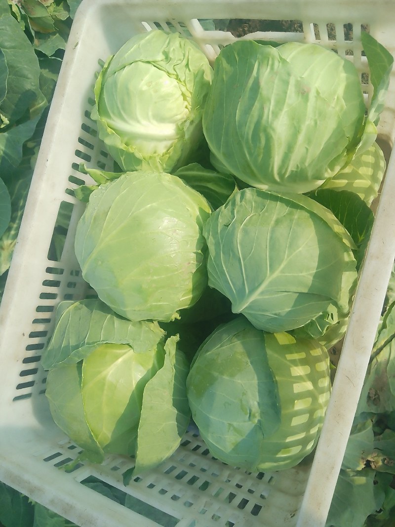 襄城县崔结实代收各种疏菜瓜果，精品甘兰正在大量