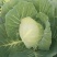 襄城县崔结实代收各种疏菜瓜果，精品甘兰正在大量