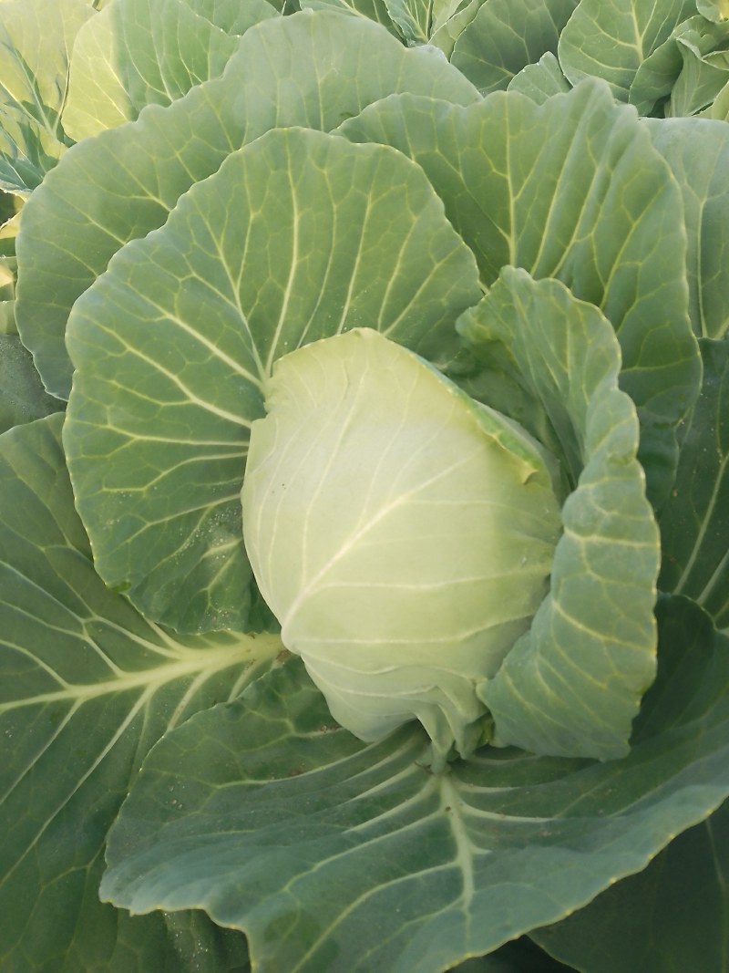 襄城县崔结实代收各种疏菜瓜果，精品甘兰正在大量
