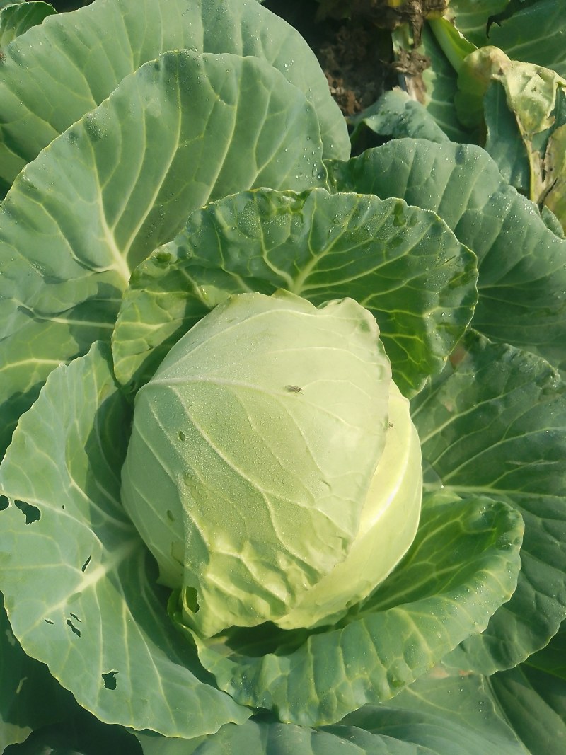 襄城县崔结实代收各种疏菜瓜果，精品甘兰正在大量