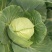 襄城县崔结实代收各种疏菜瓜果，精品甘兰正在大量
