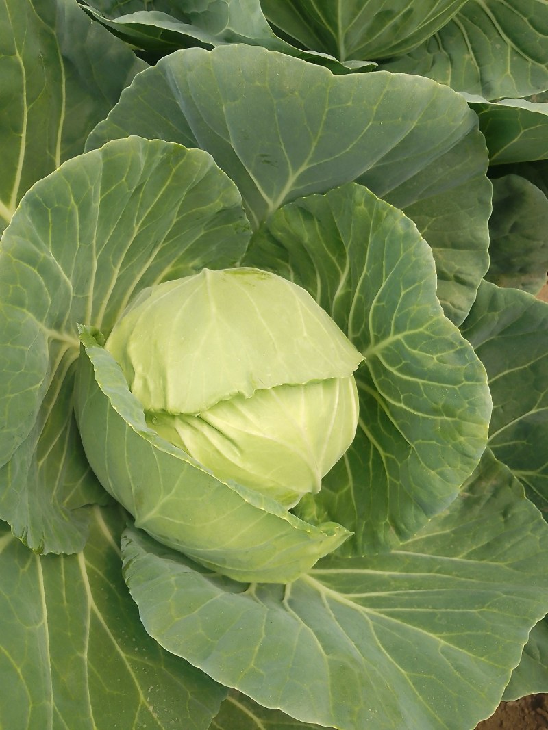 襄城县崔结实代收各种疏菜瓜果，精品甘兰正在大量