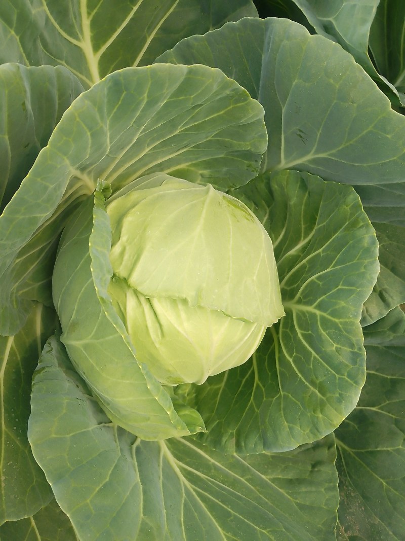 襄城县崔结实代收各种疏菜瓜果，精品甘兰正在大量