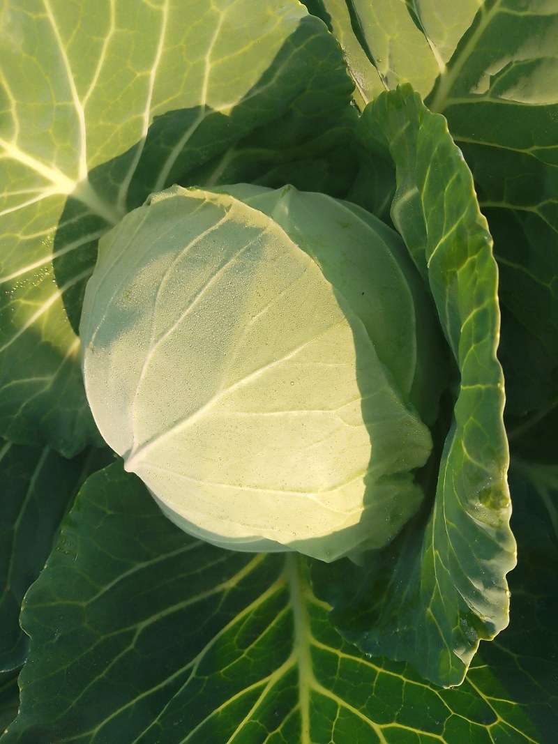 襄城县崔结实代收各种疏菜瓜果，精品甘兰正在大量