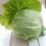 襄城县崔结实代收各种疏菜瓜果，精品甘兰正在大量