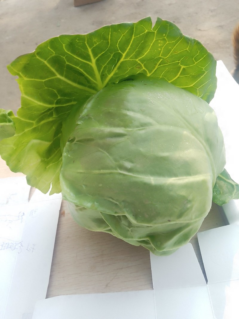 襄城县崔结实代收各种疏菜瓜果，精品甘兰正在大量
