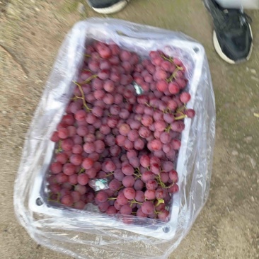红提