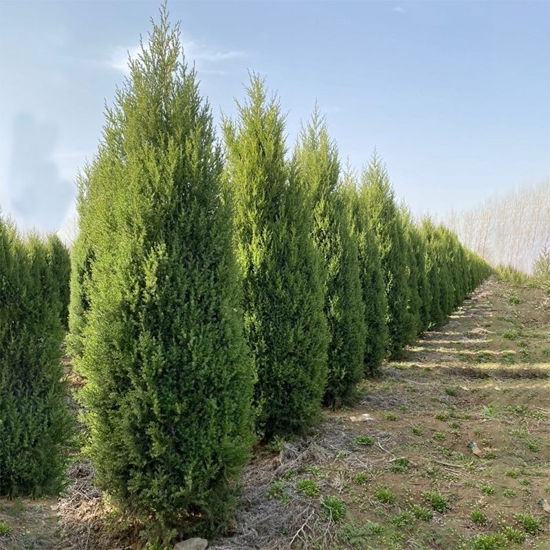 塔柏，塔柏苗蜀桧桧柏小苗松柏规格各类工程用苗