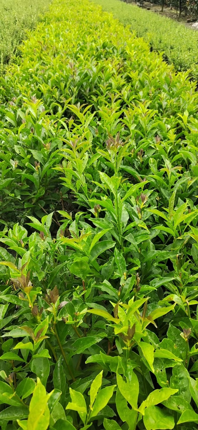 重庆双色茉莉批发重庆苗木基地供应各类规格双色茉莉基地