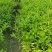 重庆双色茉莉批发重庆苗木基地供应各类规格双色茉莉基地