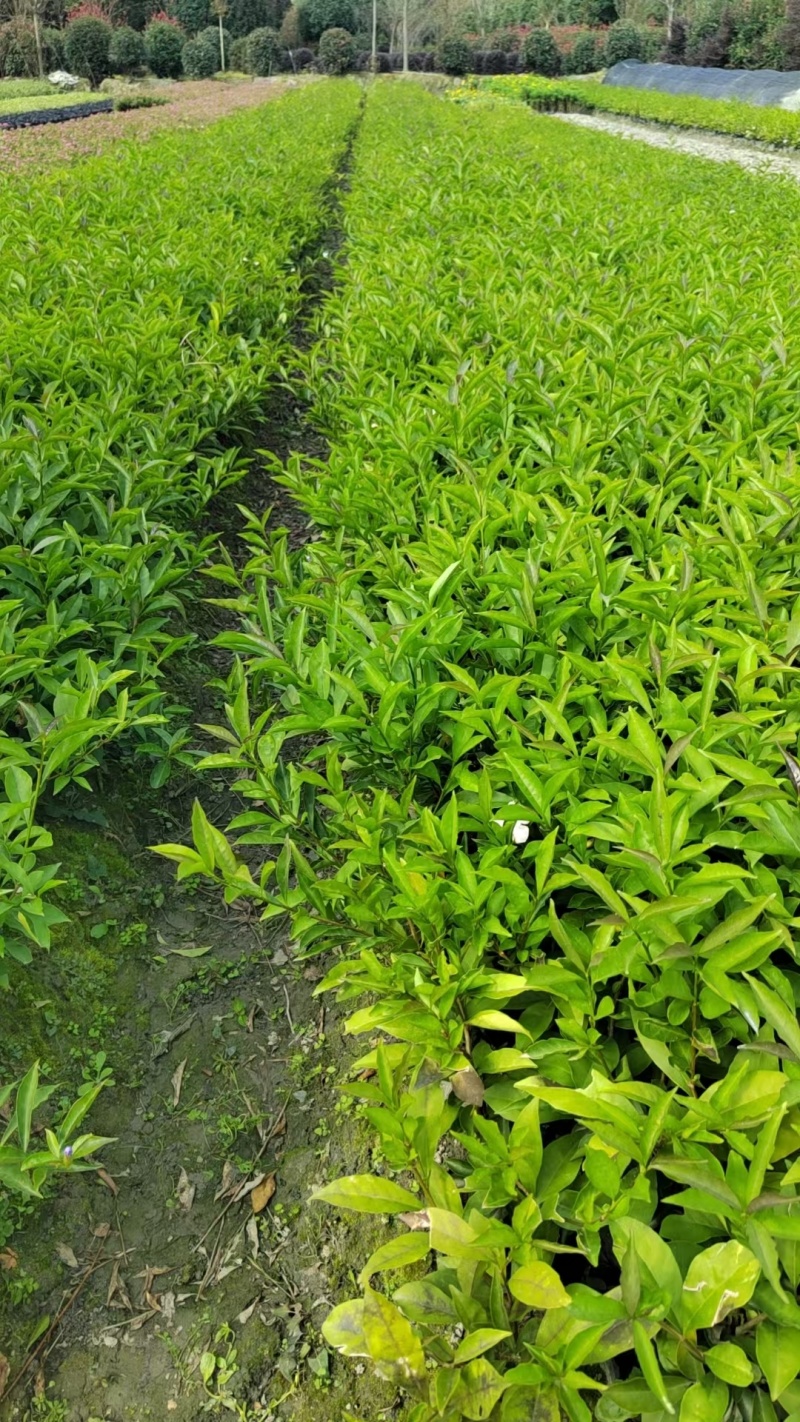重庆双色茉莉批发重庆苗木基地供应各类规格双色茉莉基地