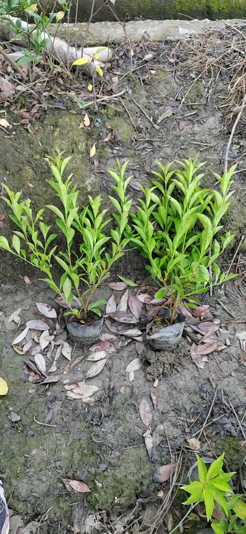 重庆双色茉莉批发重庆苗木基地供应各类规格双色茉莉基地