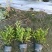 重庆双色茉莉批发重庆苗木基地供应各类规格双色茉莉基地