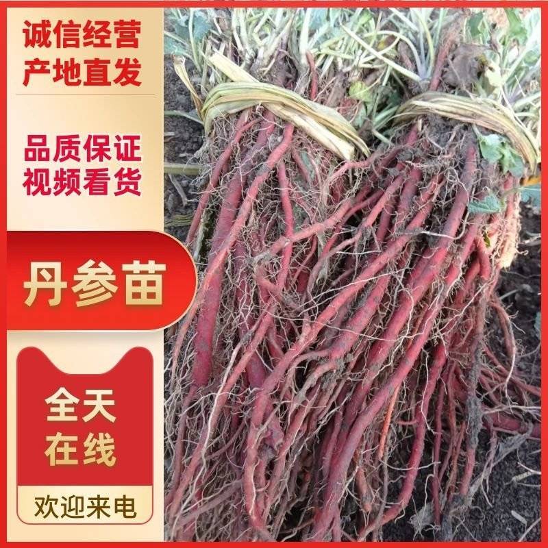 优质丹参苗产地看货丹参苗价格优