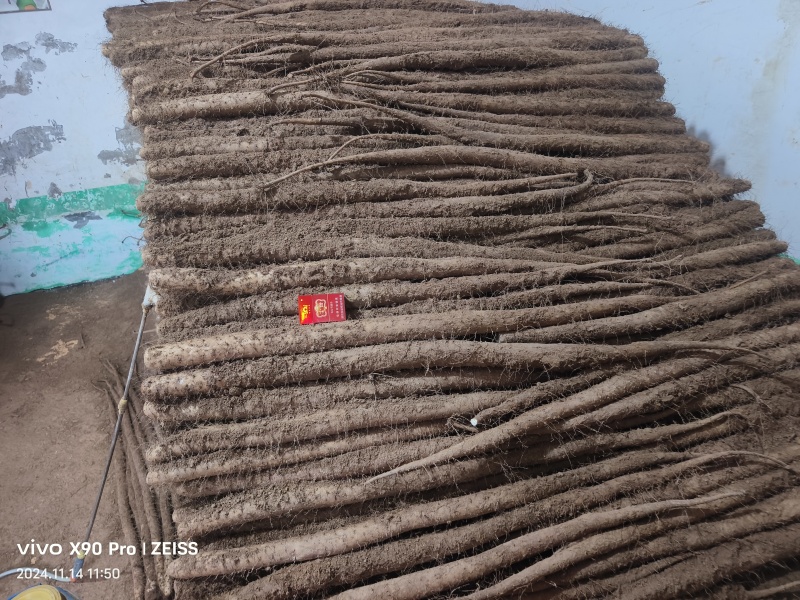 山东冠县白玉山药。二货白玉大通货。产地直发。