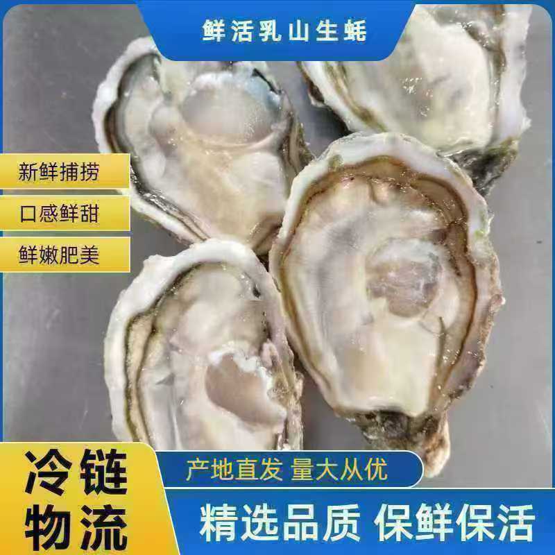 好品山东.礼飨中国佳节送蚝礼乳山牡蛎更满意10斤/件