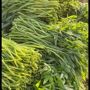 精品芦蒿大量上市产地直发量大从优欢迎来电