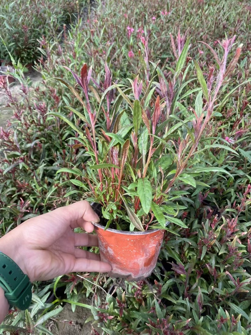 贵州千鸟花批发贵州苗木基地供应各类规格千鸟花基地直销