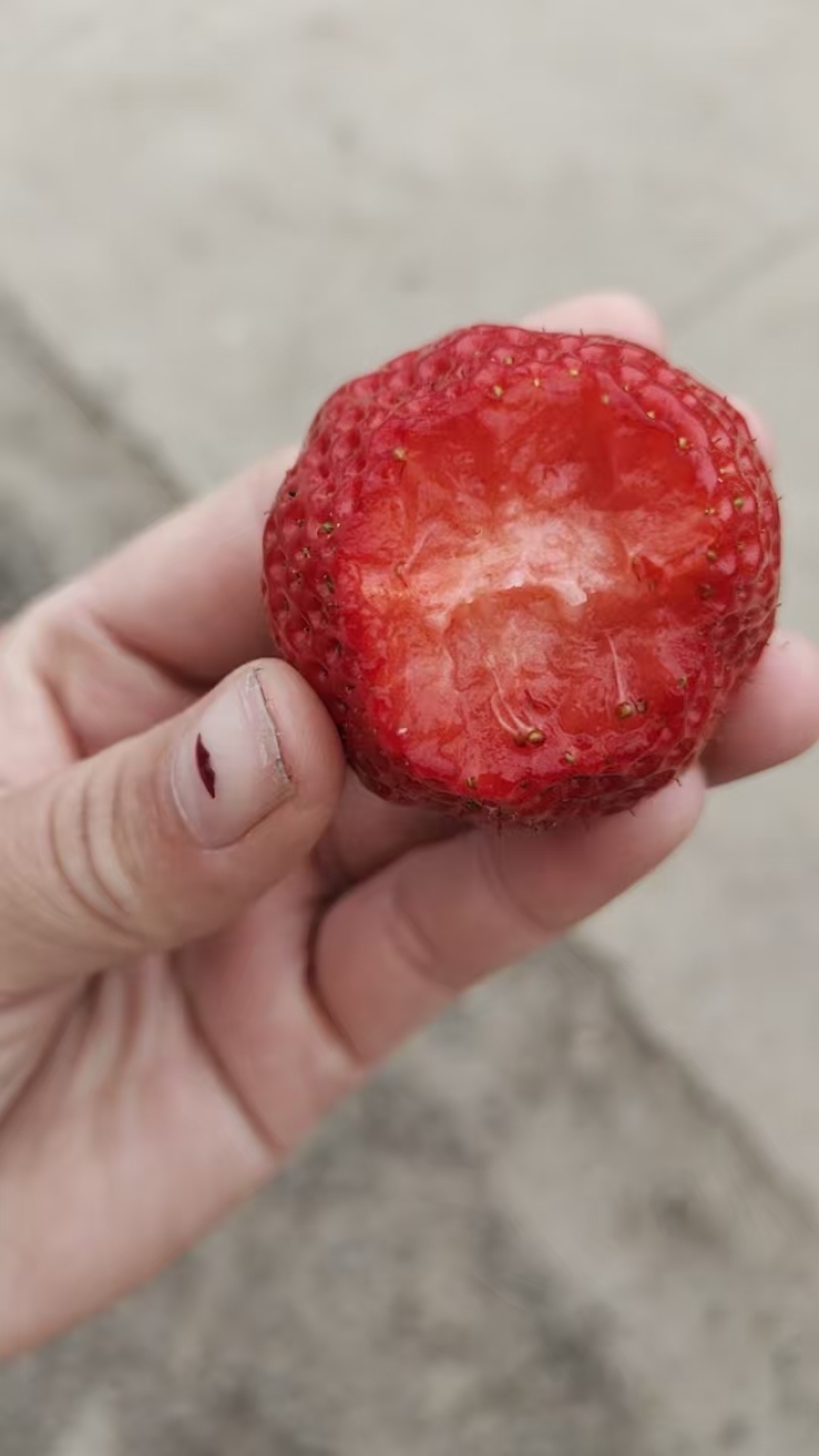 精品草莓一手货源量大从优质量保证对接全国欢迎咨询