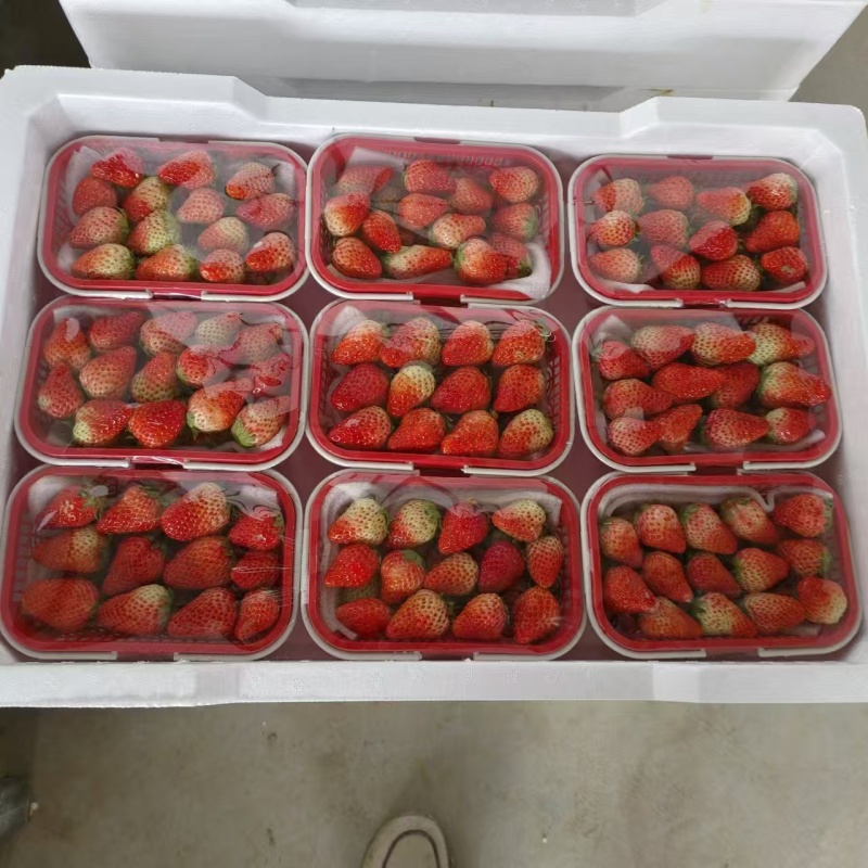 精品草莓一手货源量大从优质量保证对接全国欢迎咨询