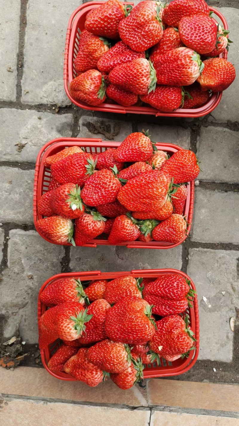 精品草莓一手货源量大从优质量保证对接全国欢迎咨询