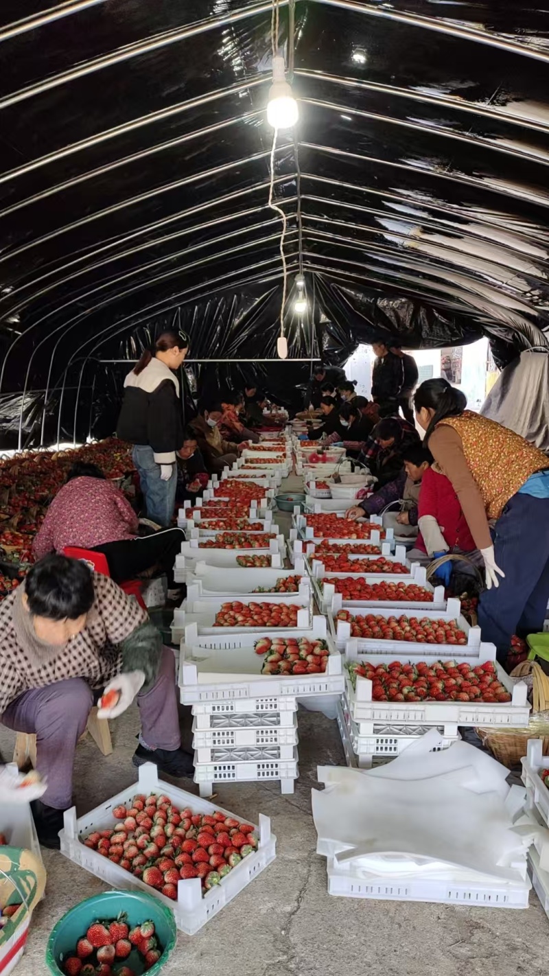 精品草莓一手货源量大从优质量保证对接全国欢迎咨询