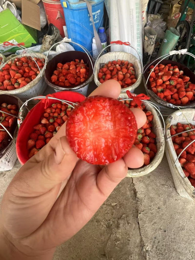 精品草莓一手货源量大从优质量保证对接全国欢迎咨询