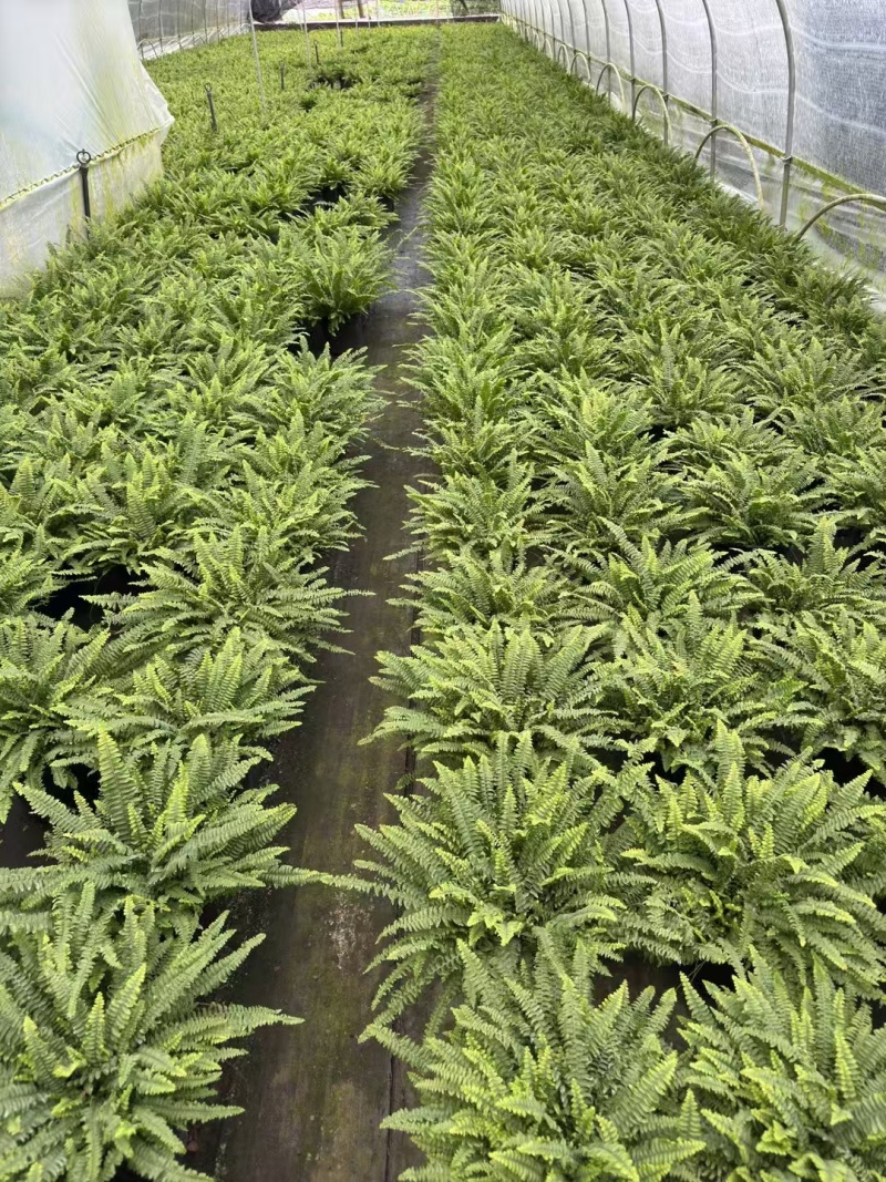 重庆波斯顿蕨批发重庆苗木基地供应各类规格波斯顿蕨基地