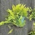 重庆波斯顿蕨批发重庆苗木基地供应各类规格波斯顿蕨基地