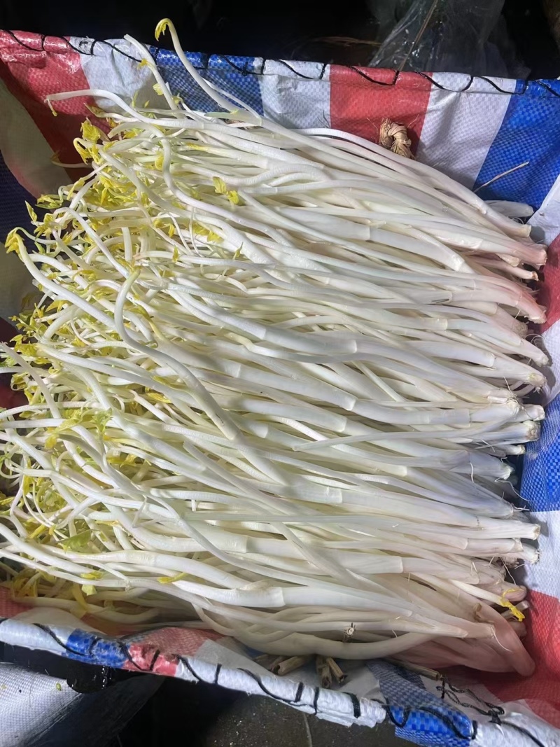 江苏溧阳，白芹菜