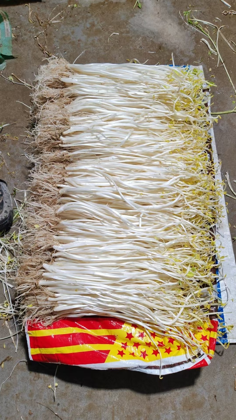 江苏溧阳，白芹菜