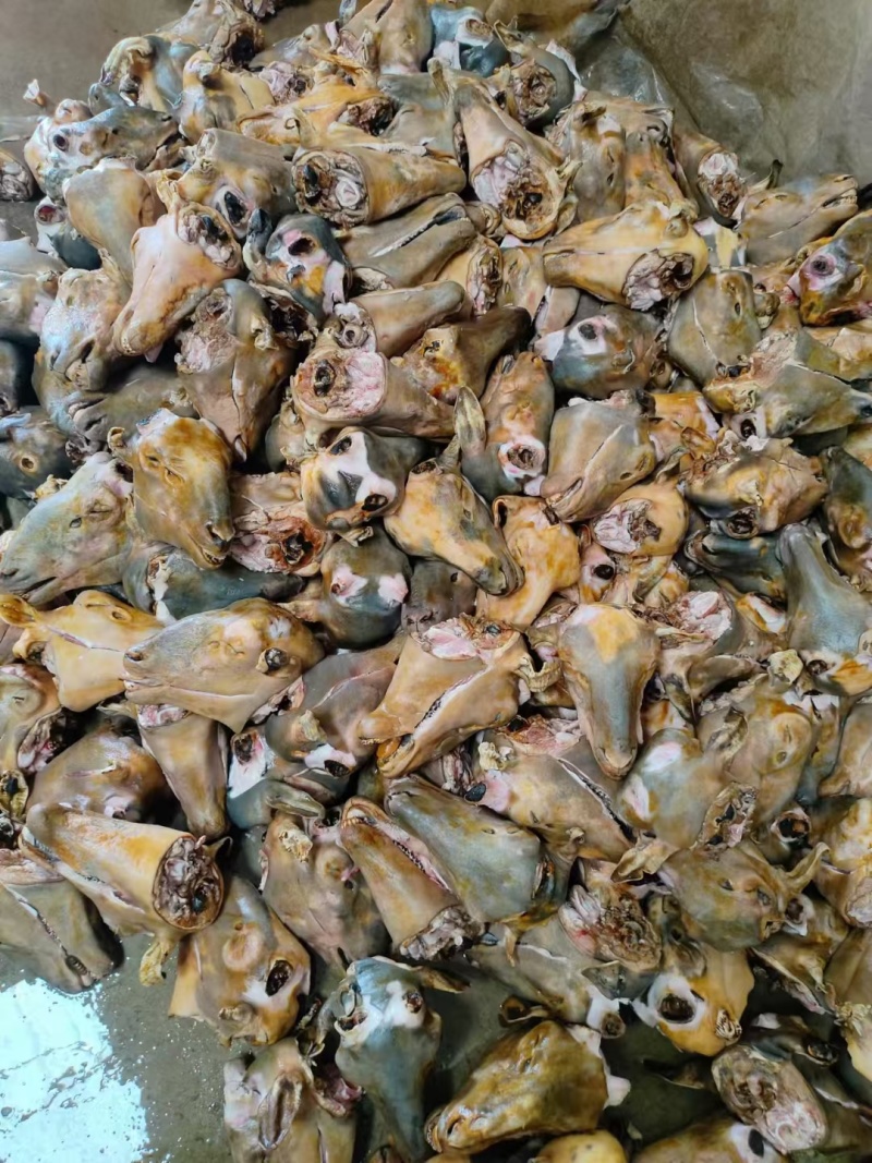 清真火烧羊头屠宰场直销每个规格齐全
